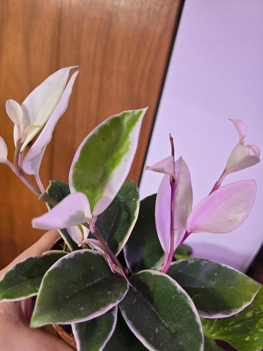 Hoya Krimson Queen