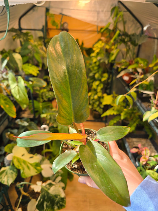 Philodendron Florida Bronze 4' Pot