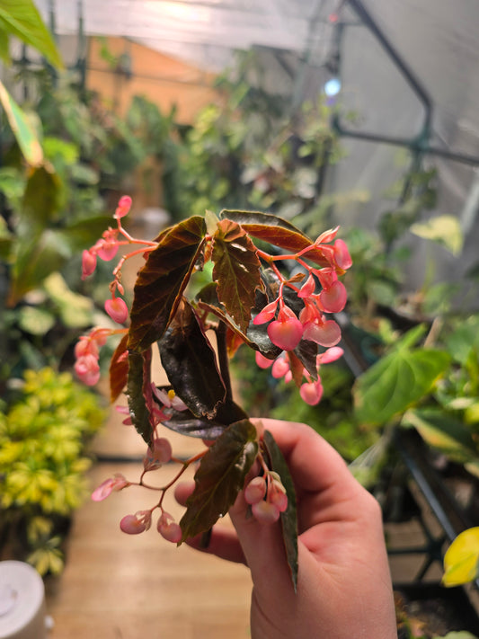 BEGONIA ANGEL WING 4' Pot