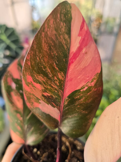 Philodendron Princess of Fire
