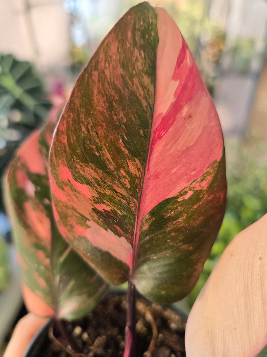 Philodendron Princess of Fire