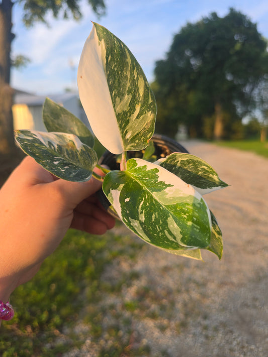 Philodendron White Princess