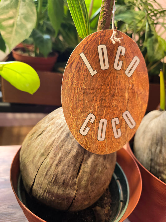 Coconut Palm
