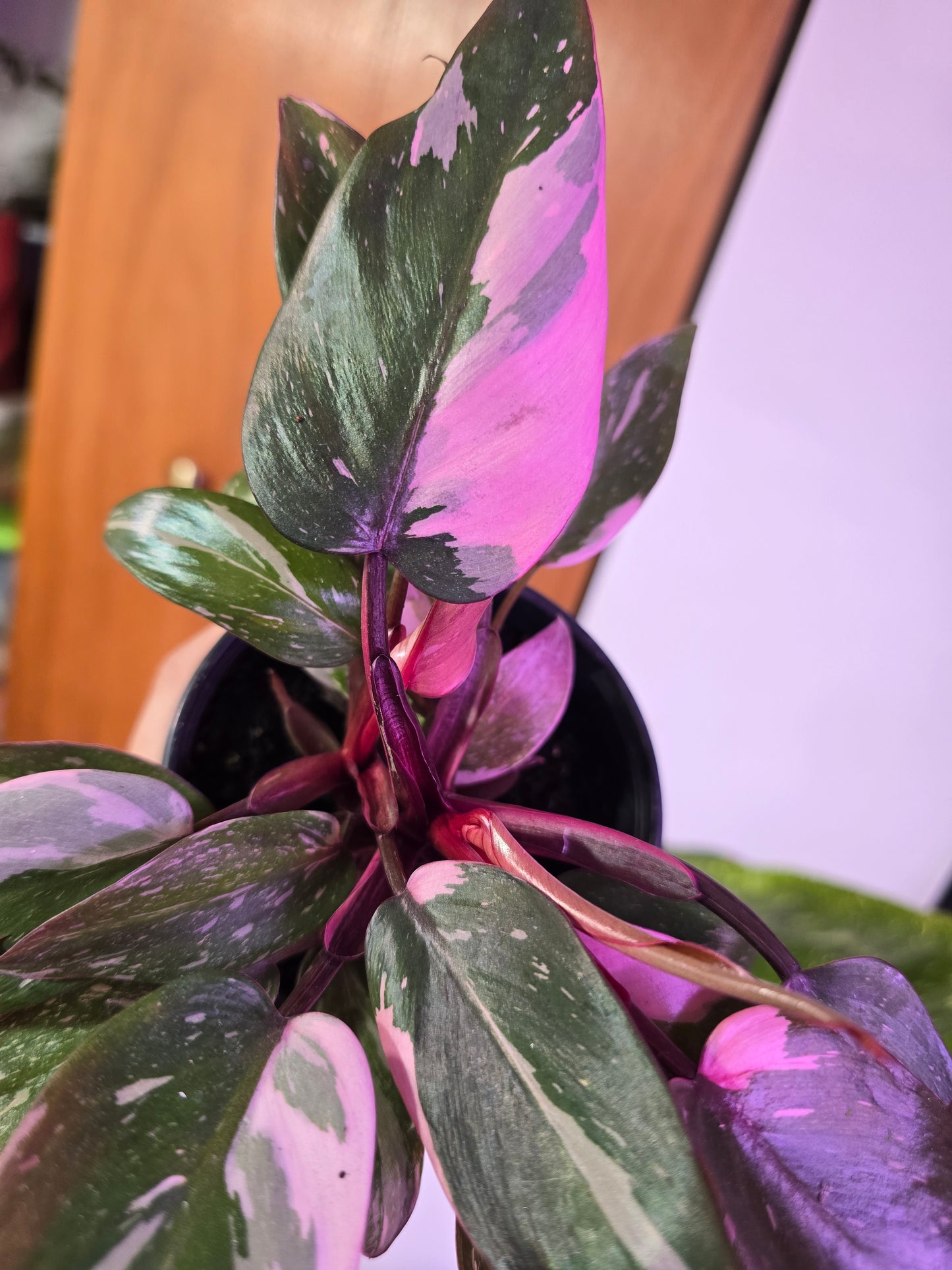 Pink Princess Galaxy Philodendron