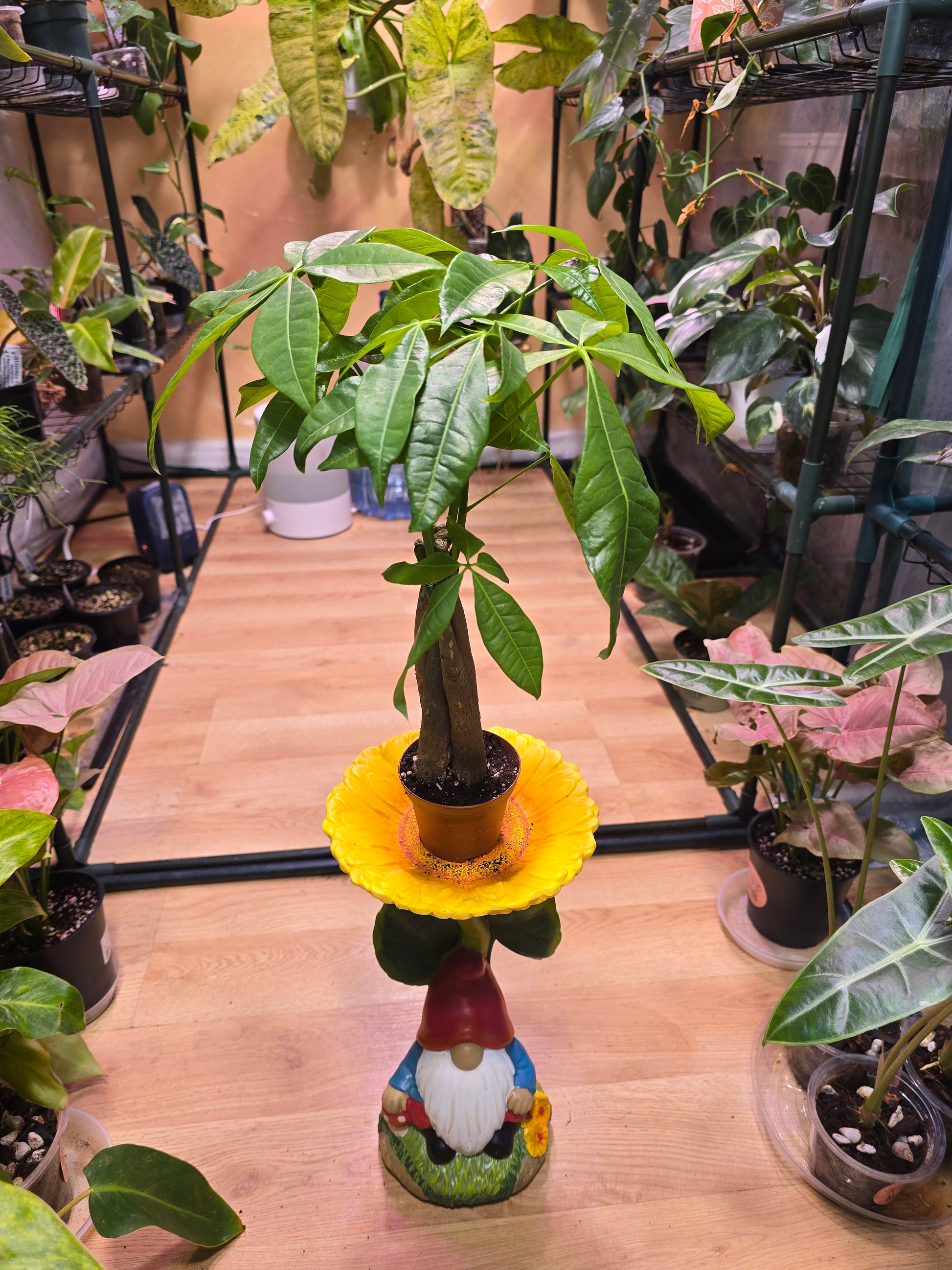 Money Tree