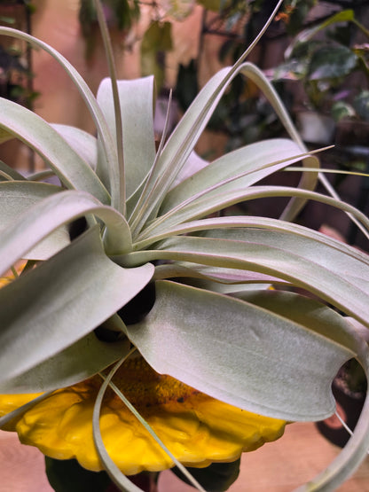 Tillandsia Xerographica
