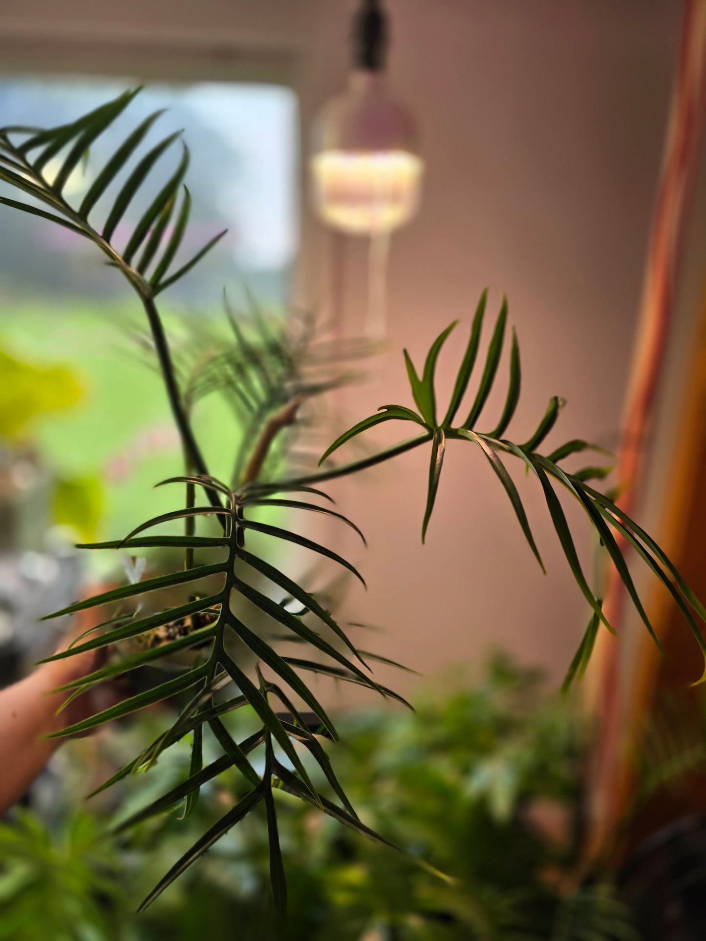 Philodendron Tortum