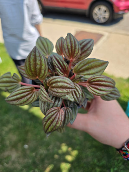 Peperomia