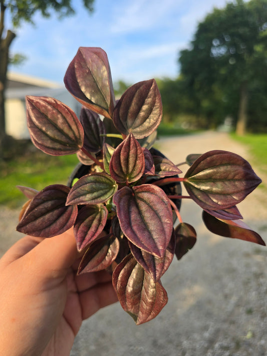Peperomia
