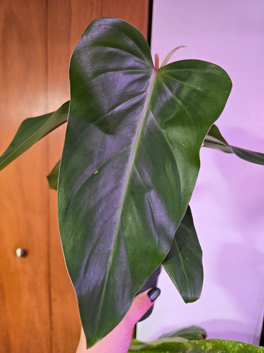 Lincoln Park Zoo Philodendron