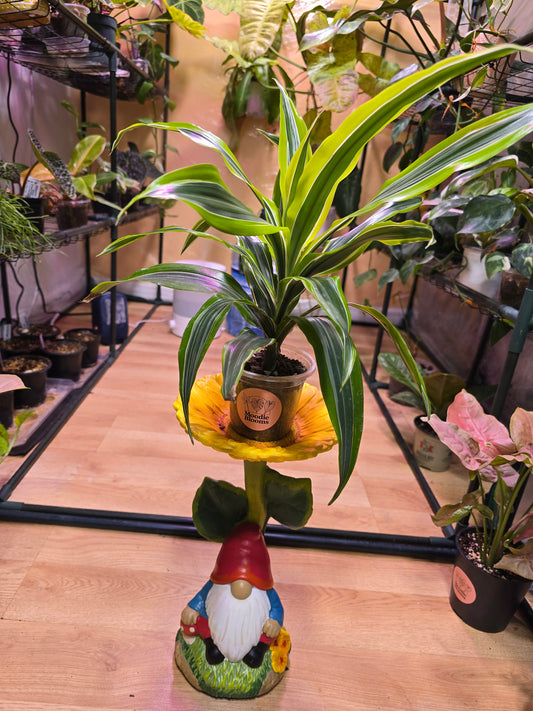 Dracaena