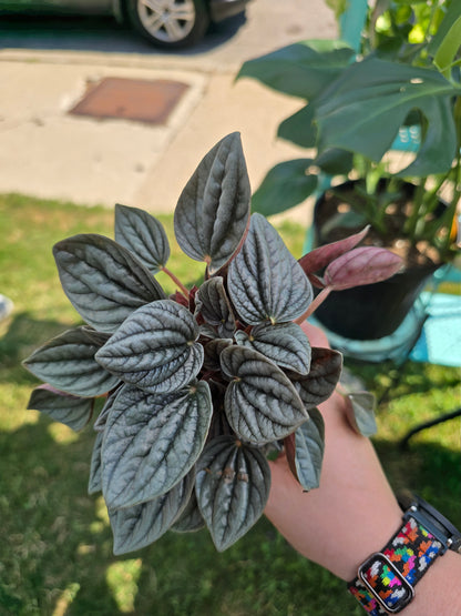 Peperomia