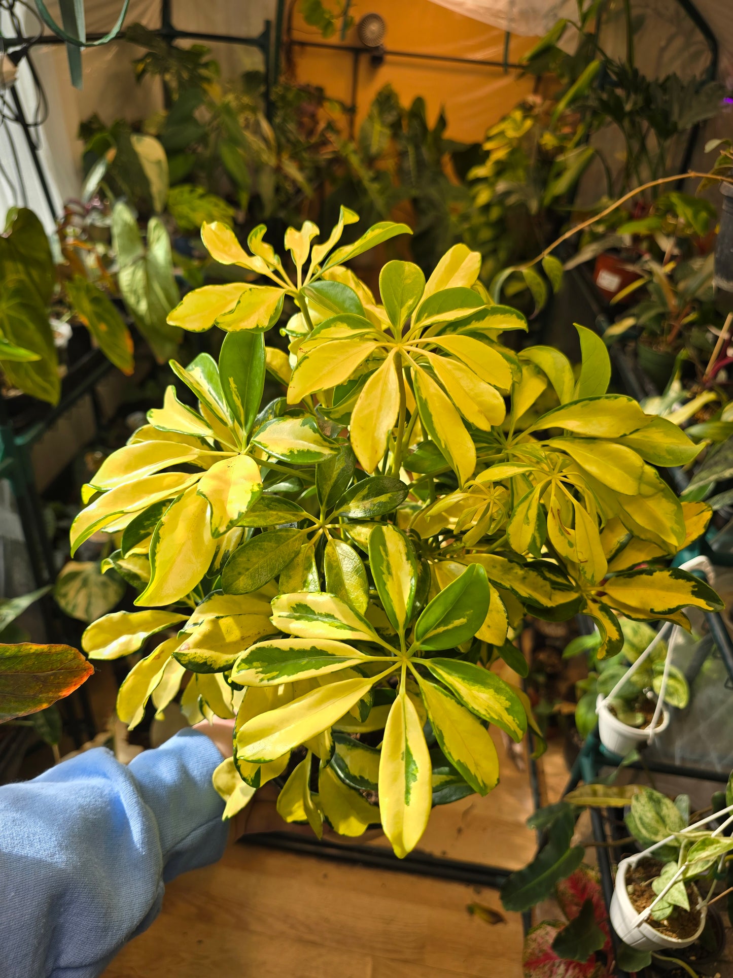 Arboricola Variegated Bush 6' Pot