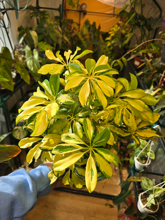 Arboricola Variegated Bush 6' Pot