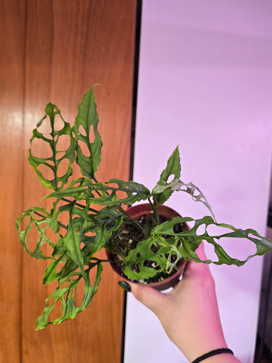 Monstera Obliqua