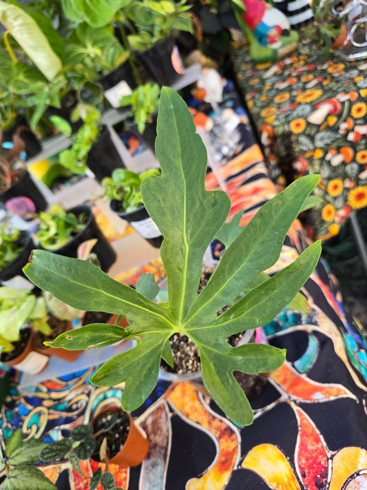 Antherium Podophyllum