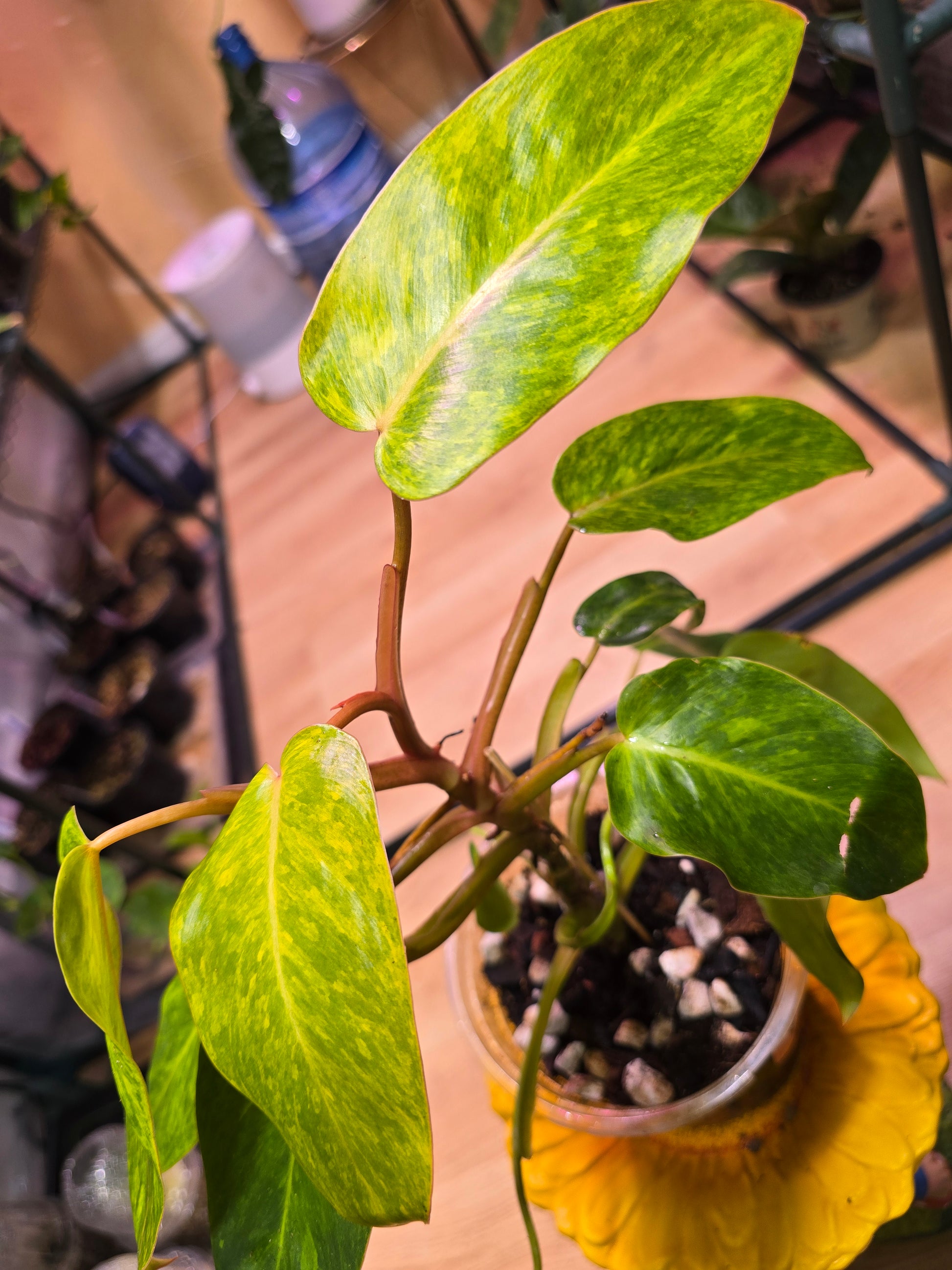 Philodendron Painted Lady
