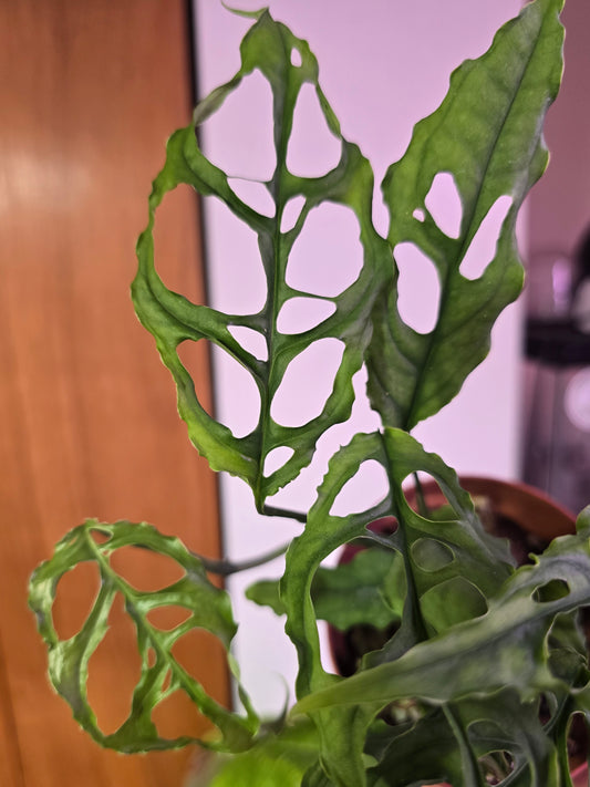 Monstera Obliqua