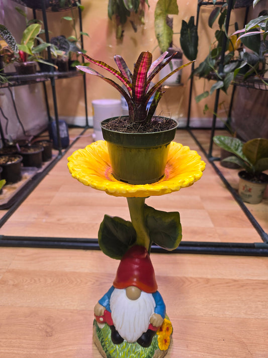 Neoregelia Bromeliad 09