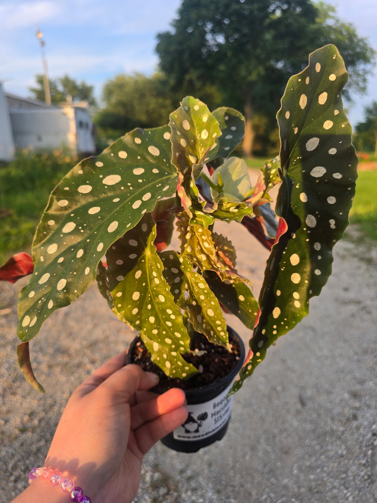 Begonia Maculata