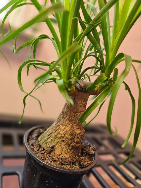 Ponytail Palm