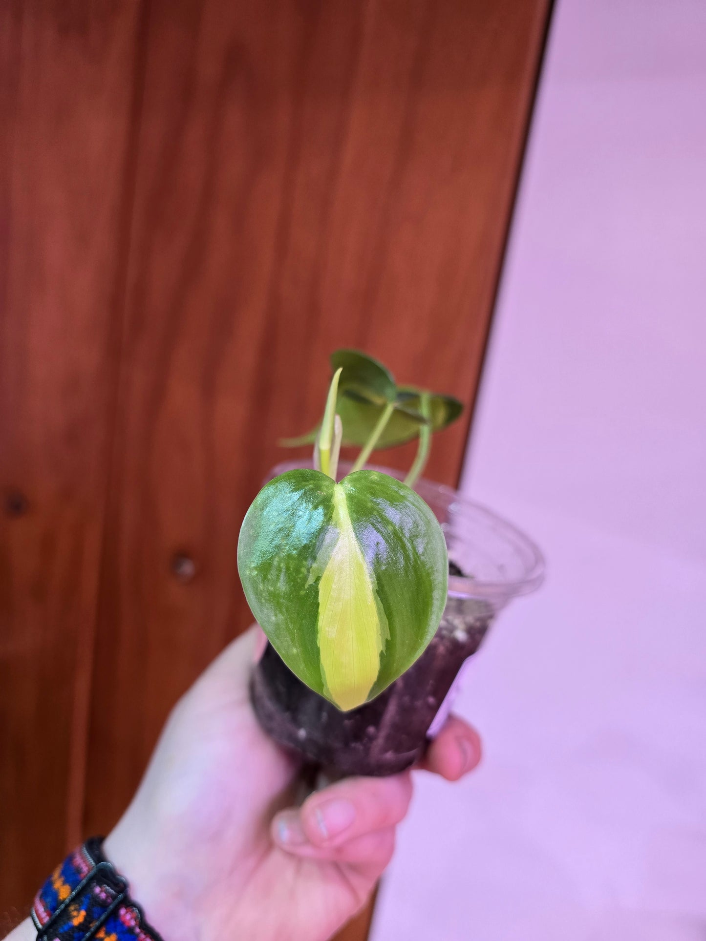 Philodendron Brasil 002
