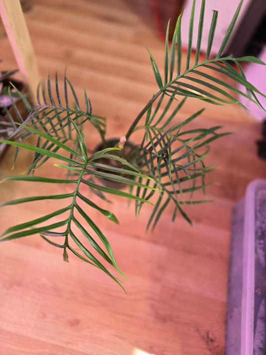 Philodendron Tortum