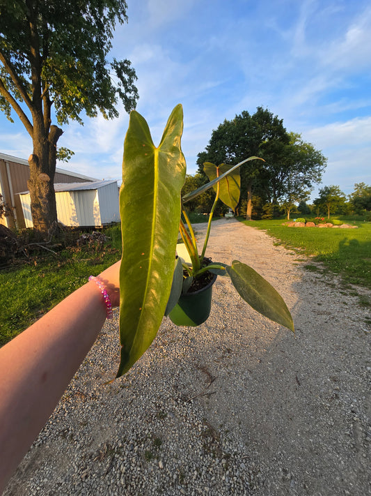 4" Philodendron 'Spiritus Sancti'
