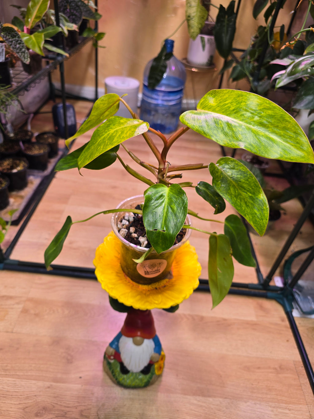 Philodendron Painted Lady