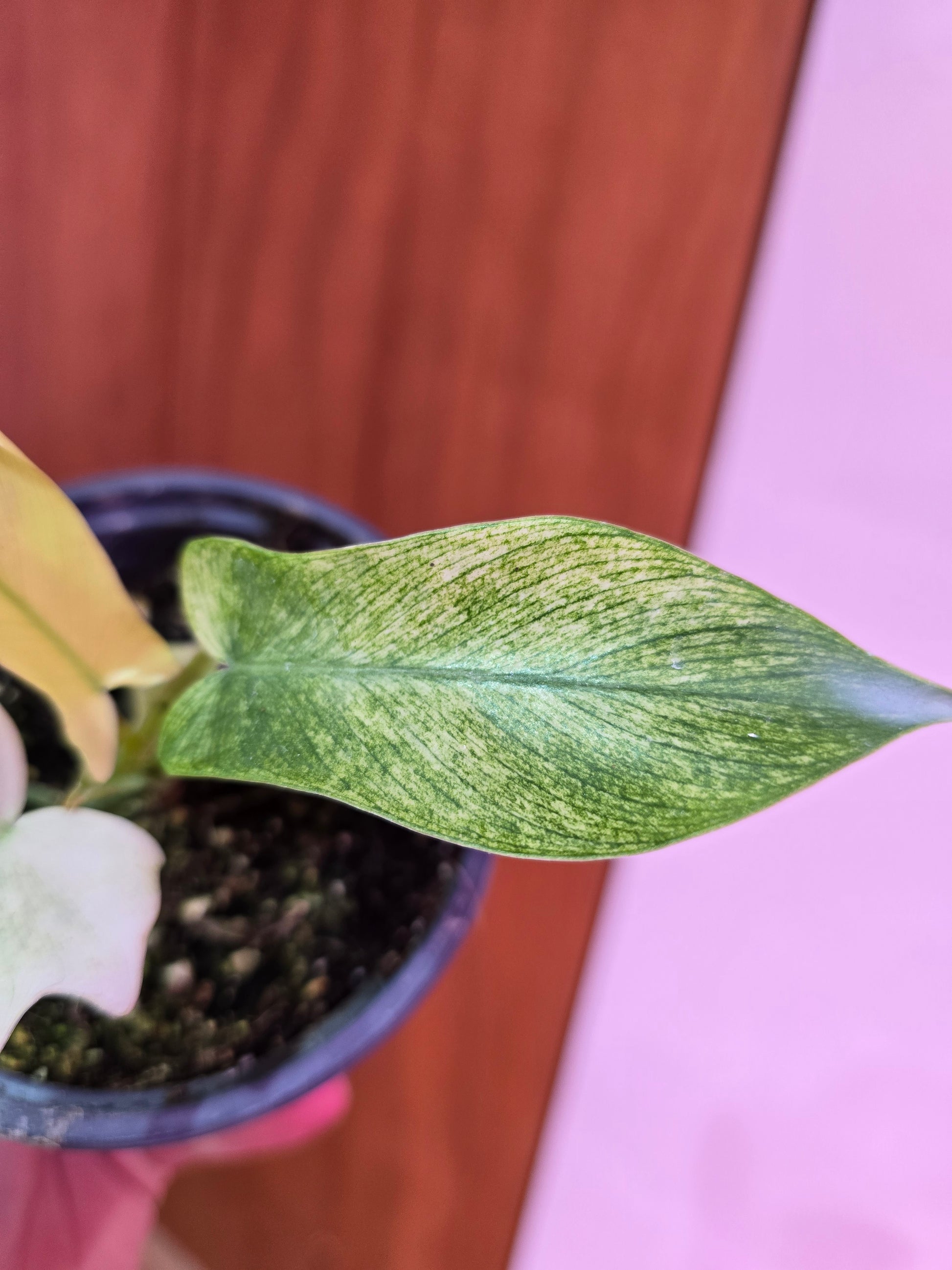 Philodendron Florida Ghost 001
