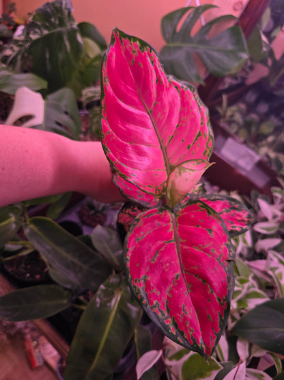 Agleonema Red Valentine