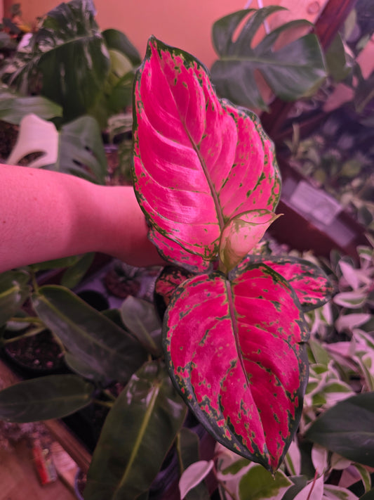 Agleonema Red Valentine