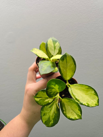 1" Hoya