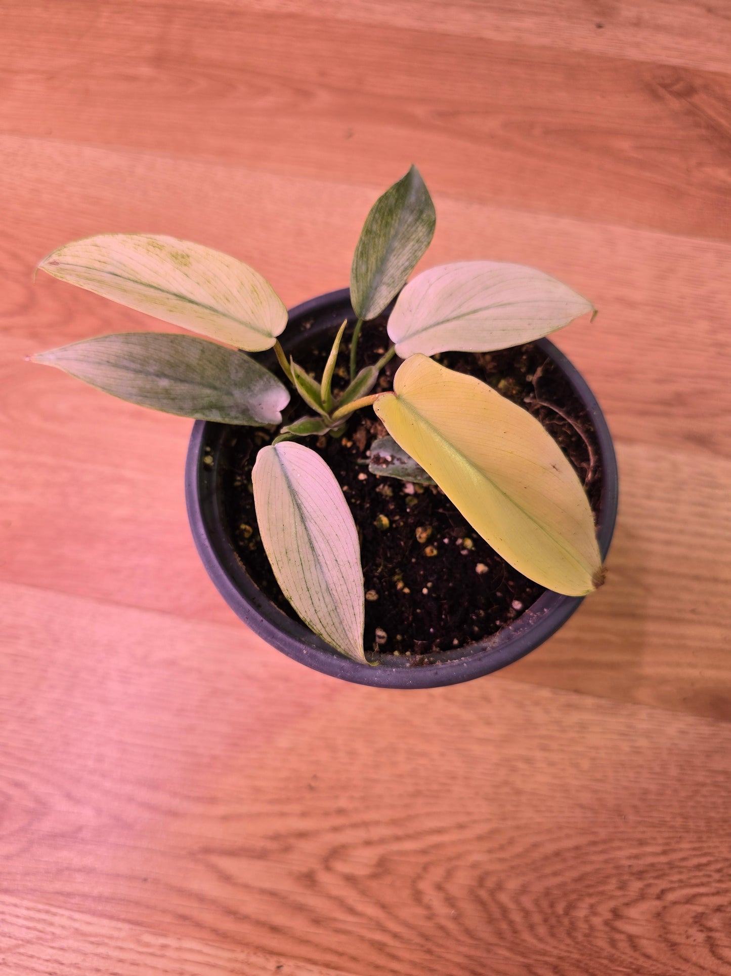Philodendron Florida Ghost 03
