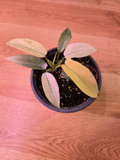 Philodendron Florida Ghost 03
