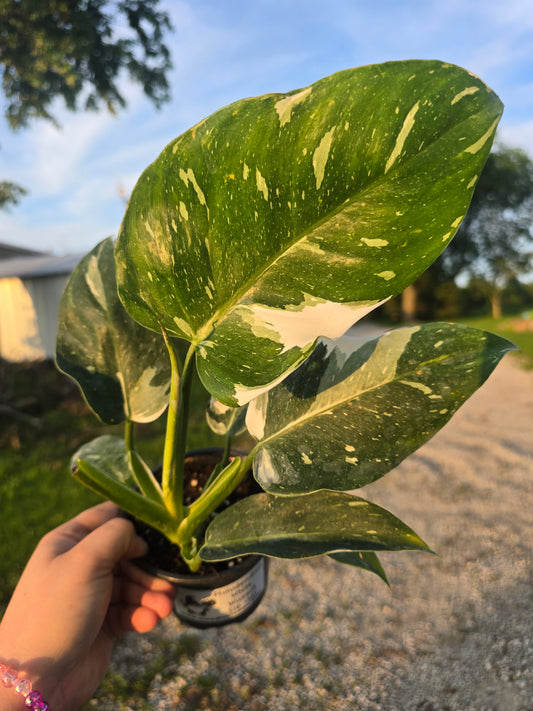 Philodendron White Wizzard