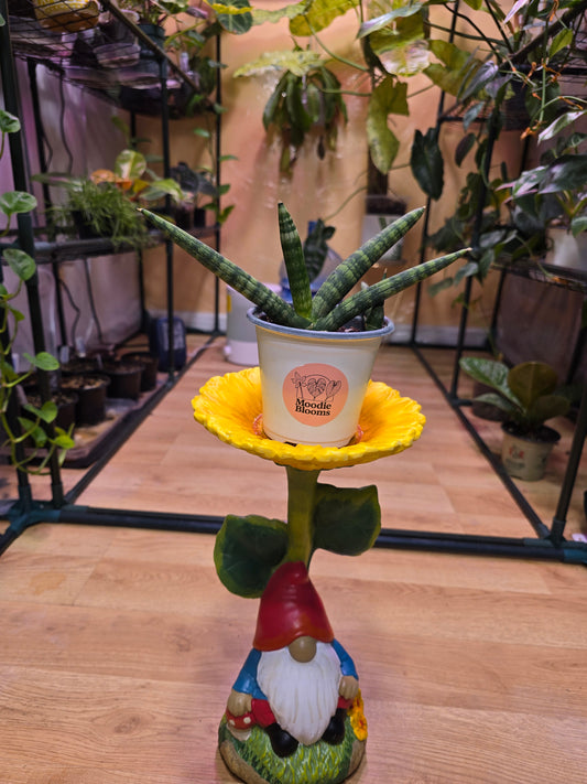 Sansevieria Starfish 08