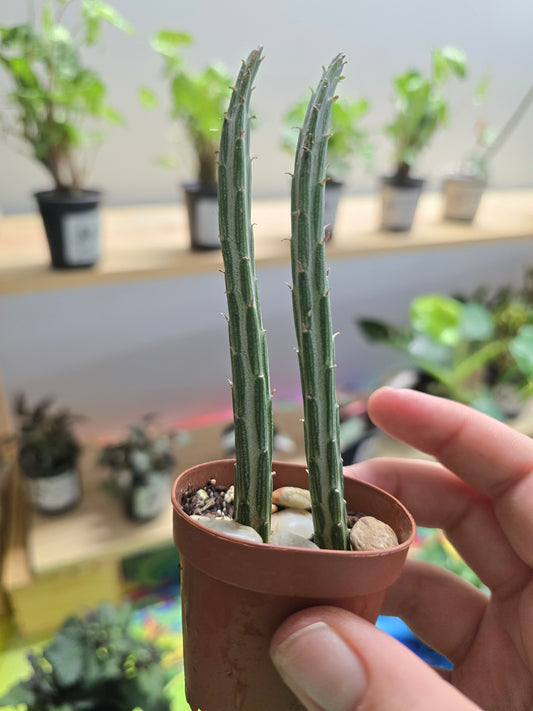 1" Cactus