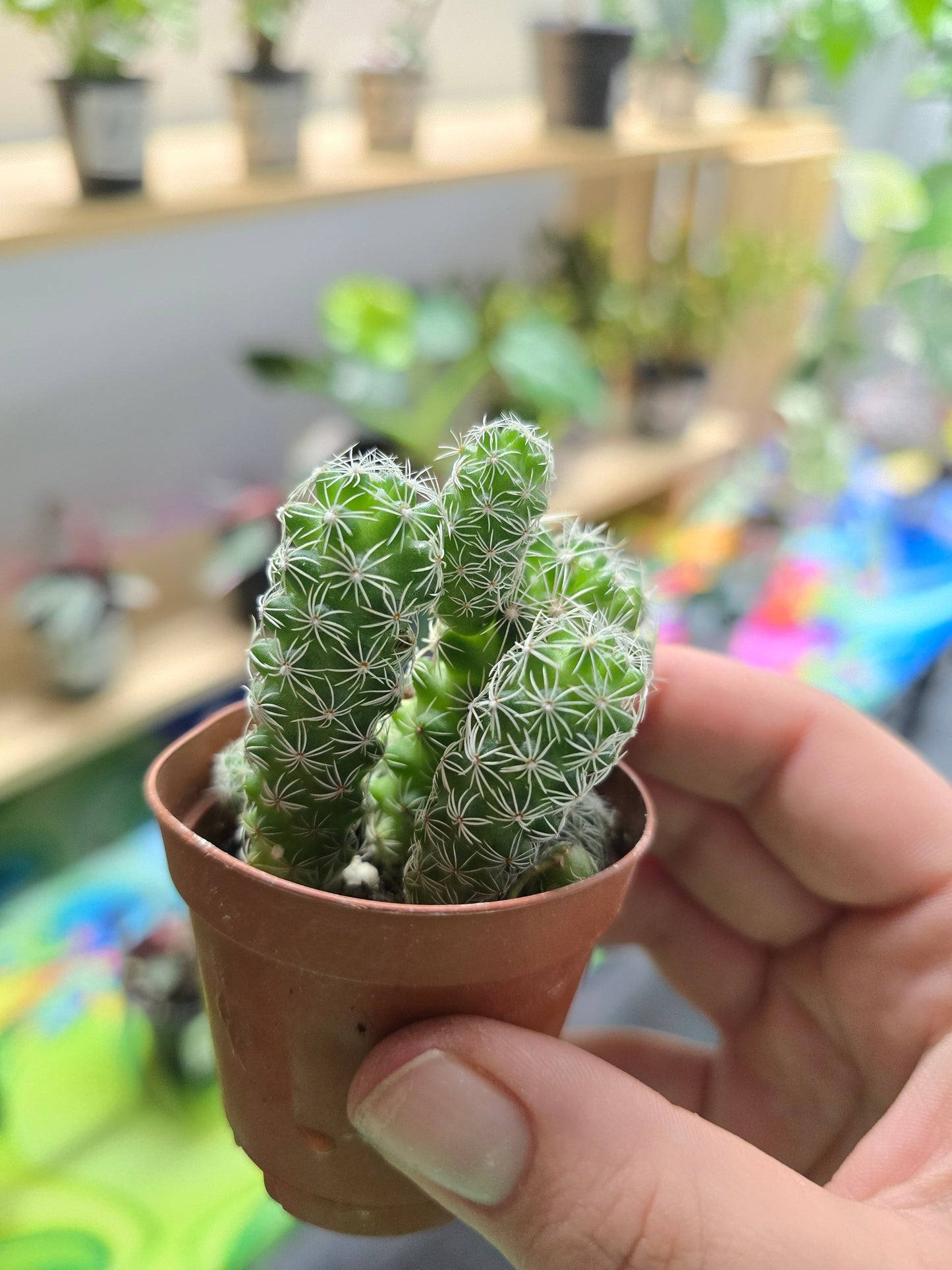 1" Cactus