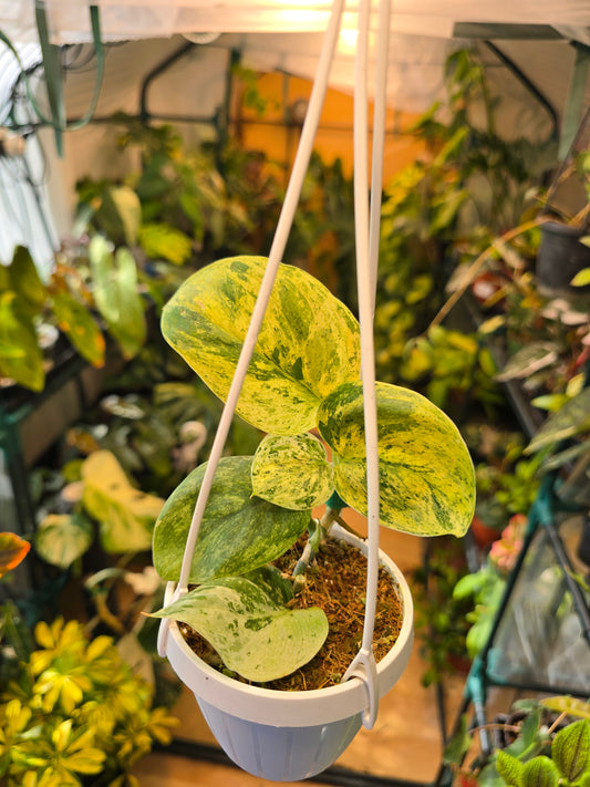 Scindapsus Peasun 3'