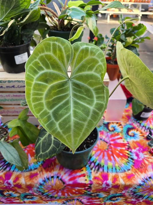 Antherium Clarinervium