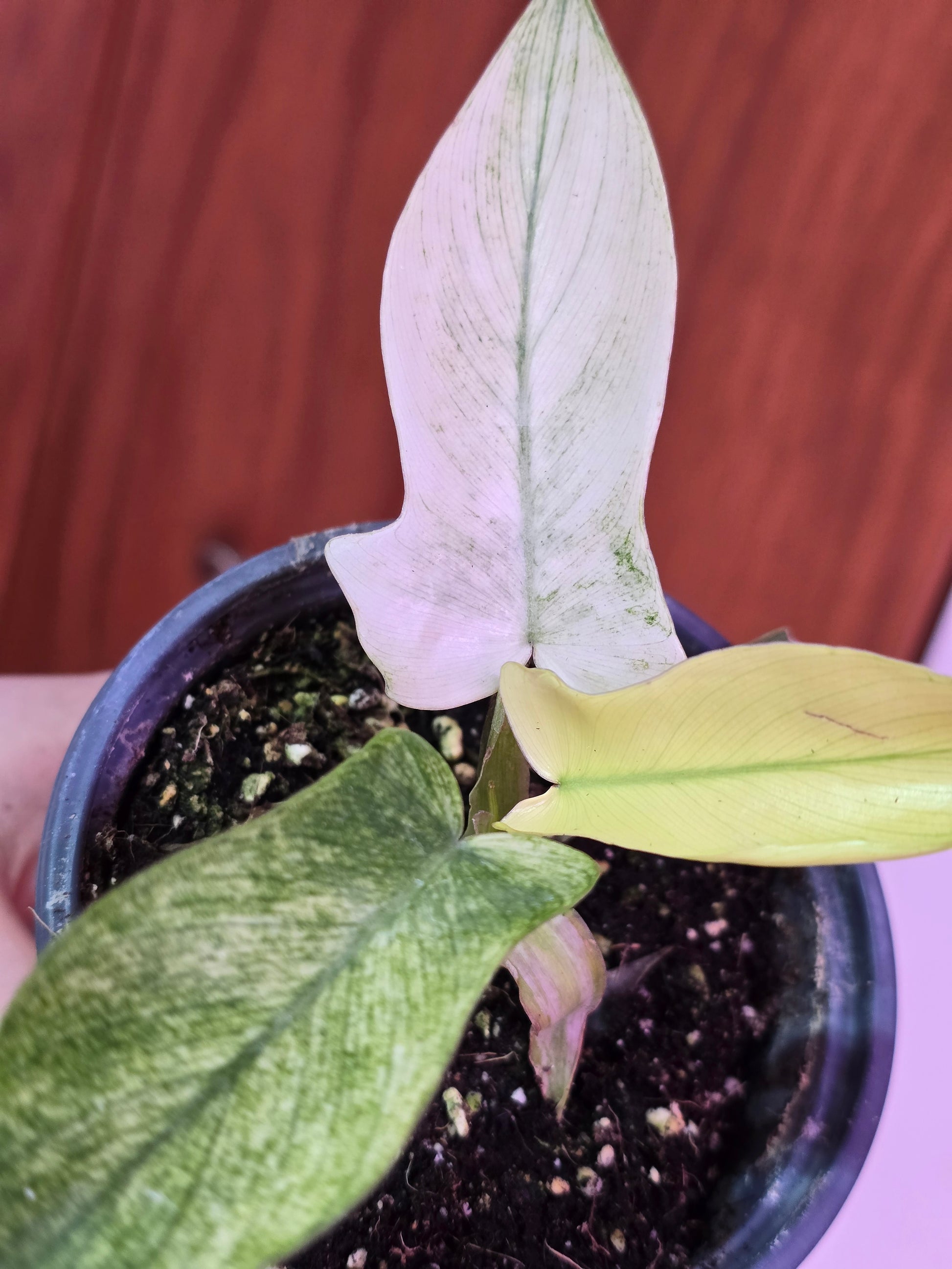 Philodendron Florida Ghost 001