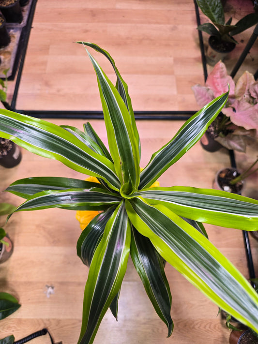 Dracaena