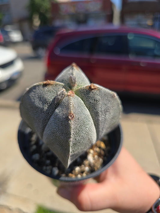 Bishops Cap Cactus