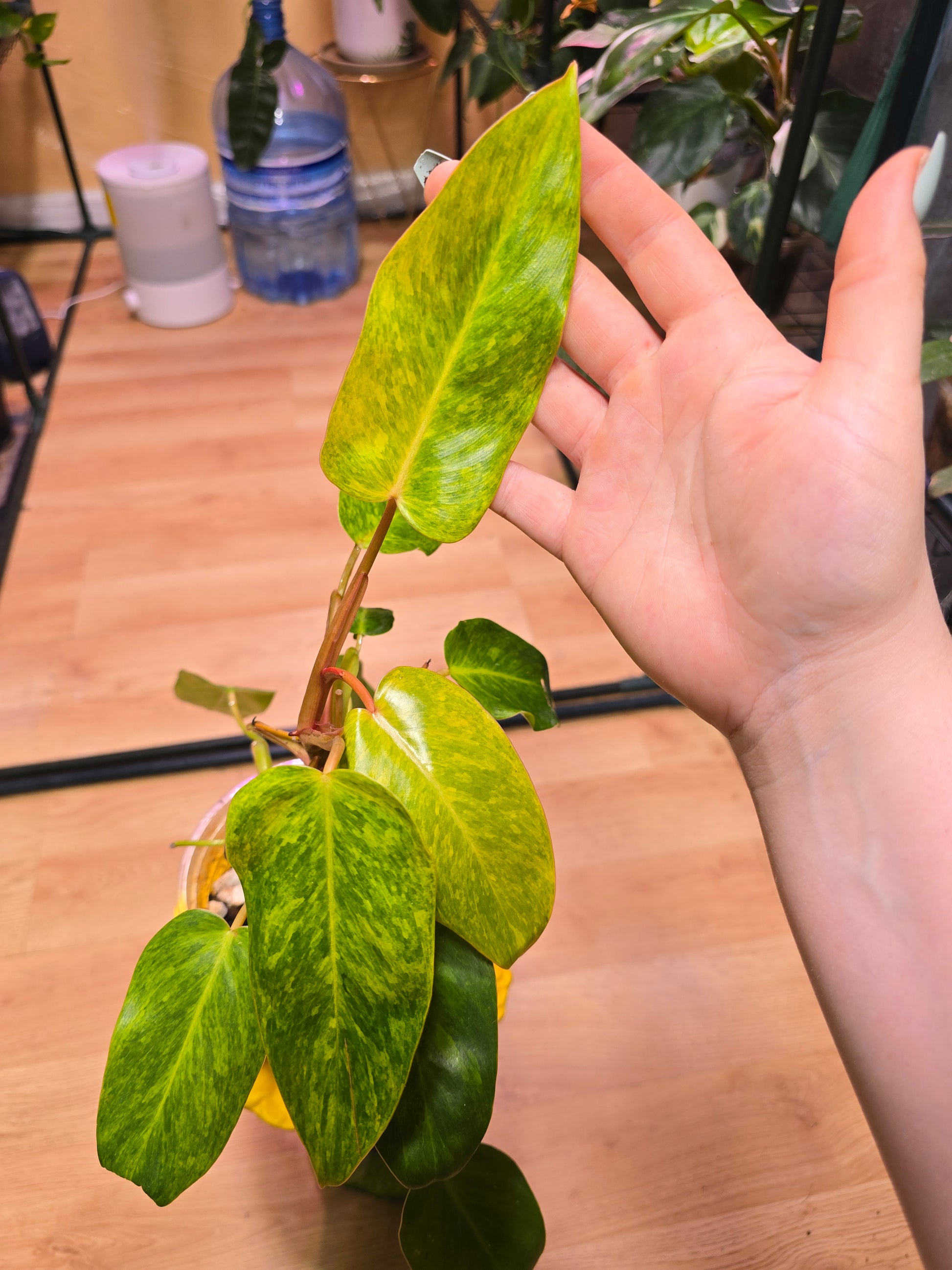 Philodendron Painted Lady