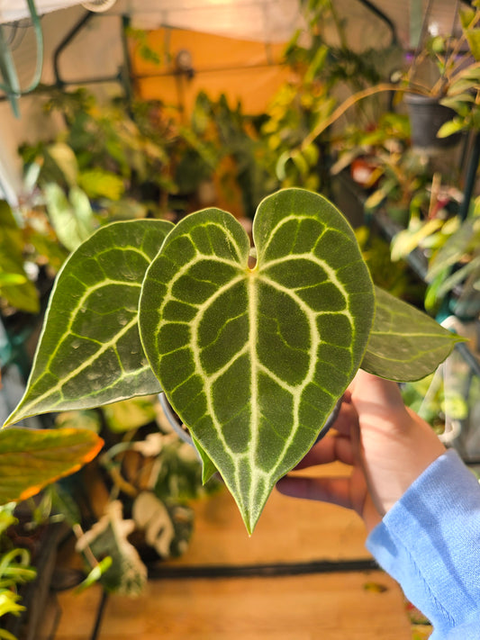 Anthurium clarinervium – Velvet Veined Collector Anthurium | 4″ Pot