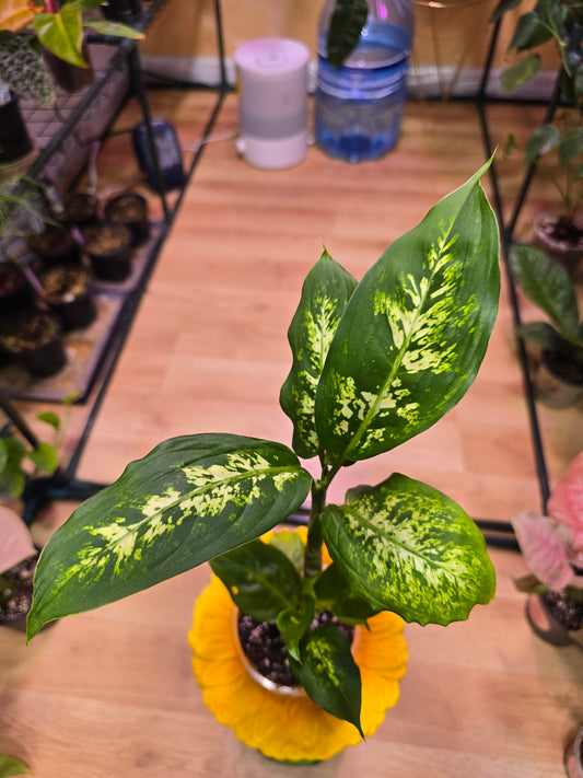 Dieffenbachia