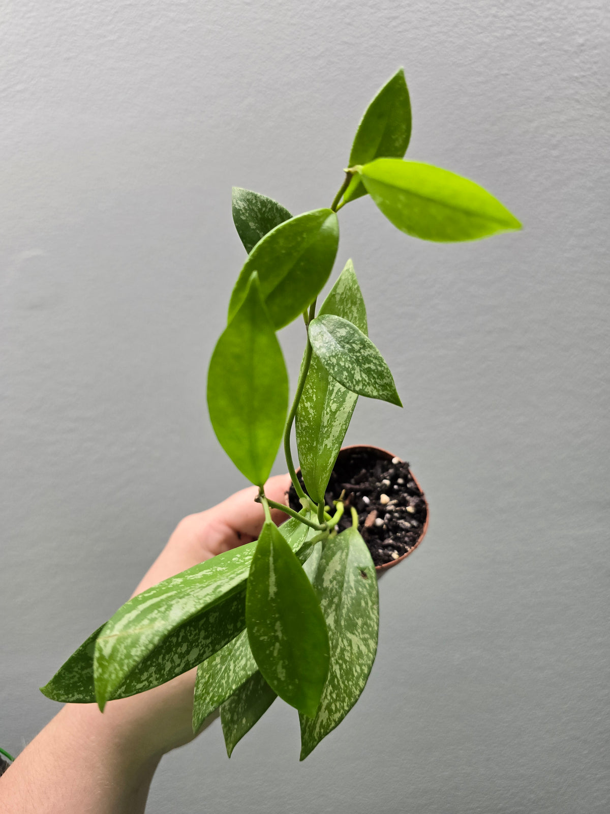1" Hoya