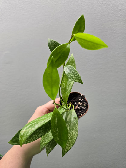 1" Hoya