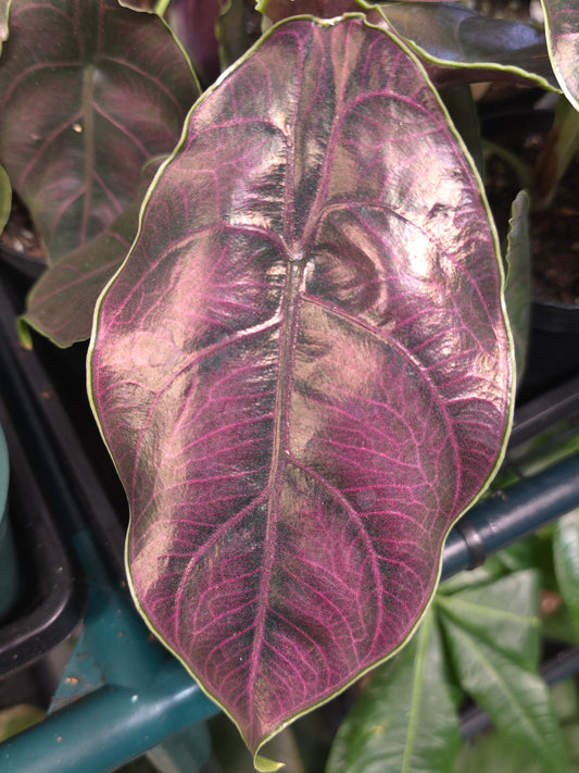Alocasia Azlanii - 4' pot